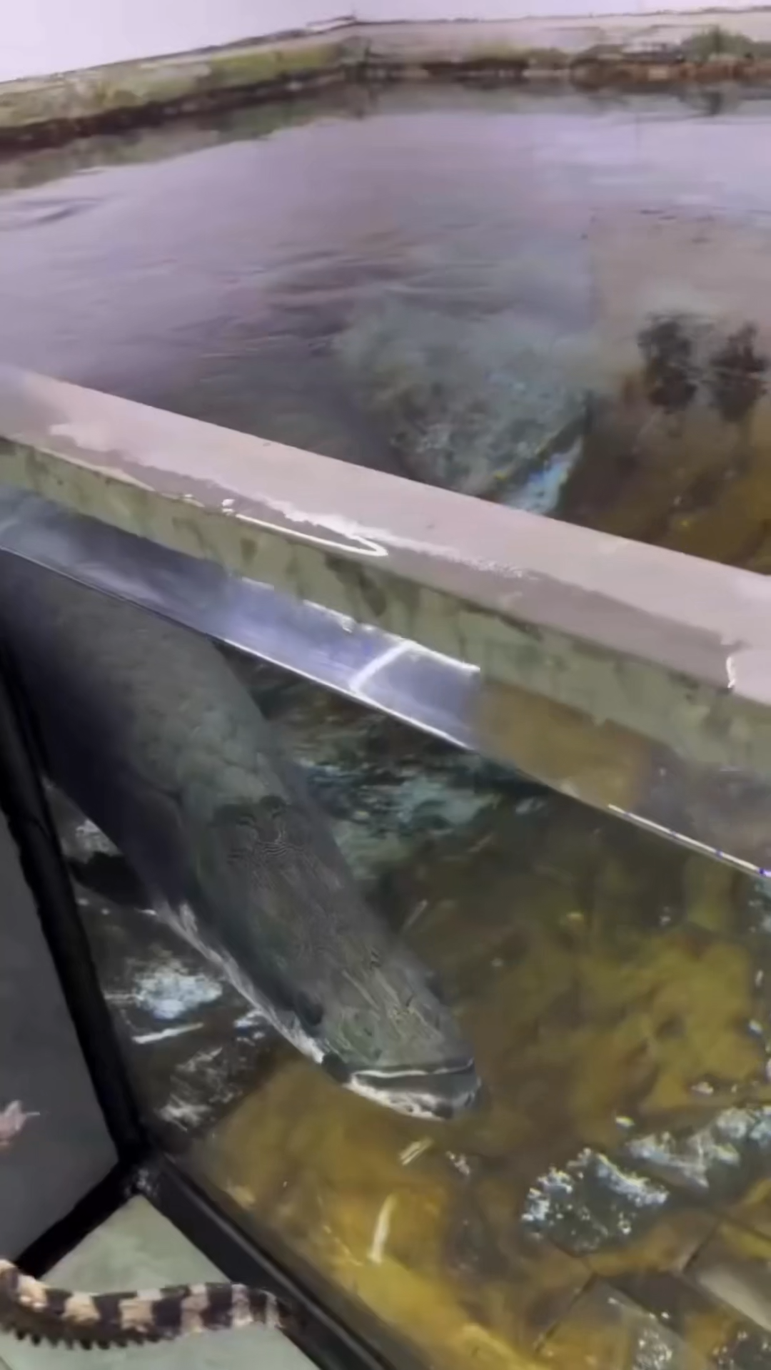 FEED FISH ATTACK