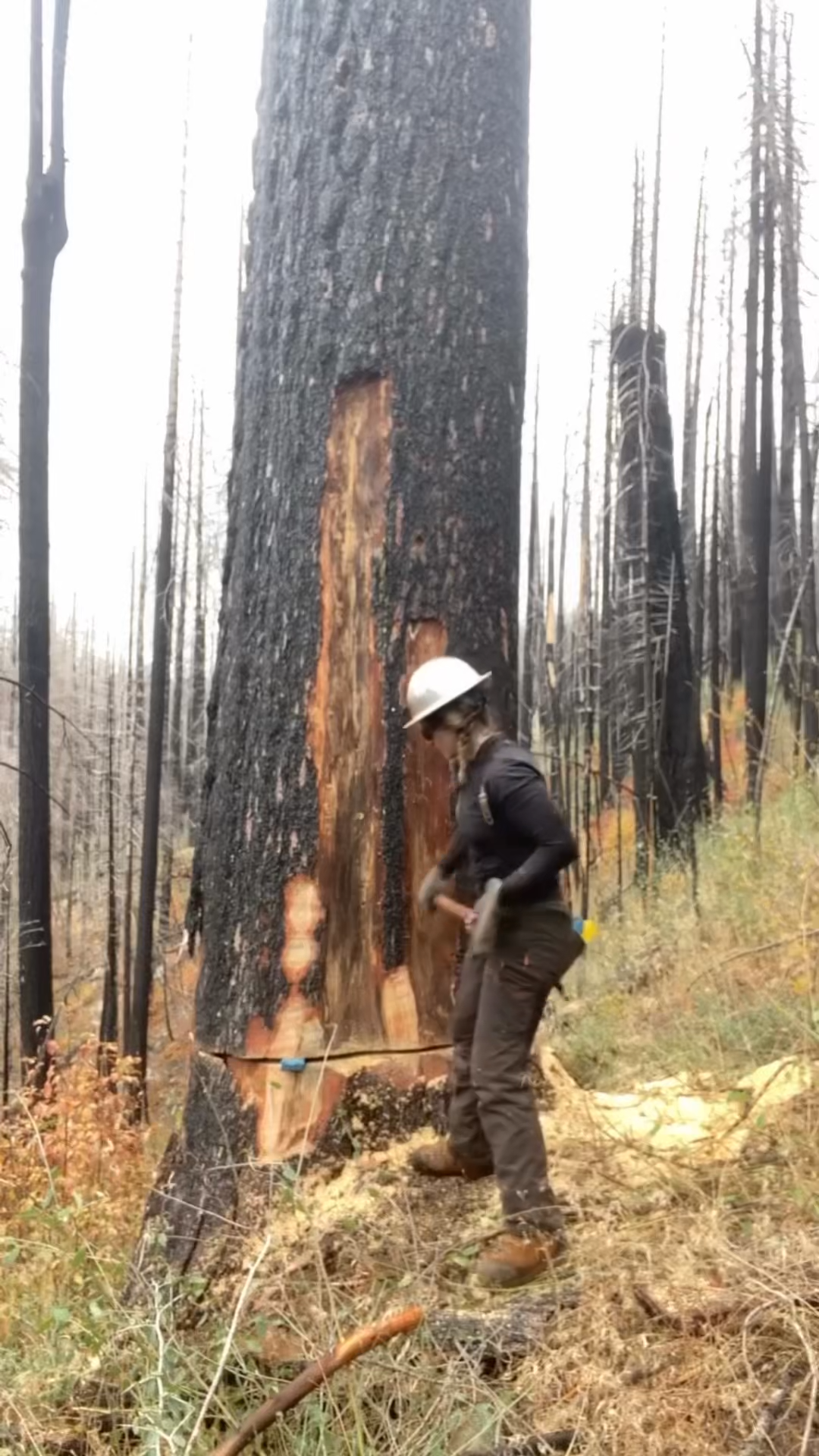TREE CHOP