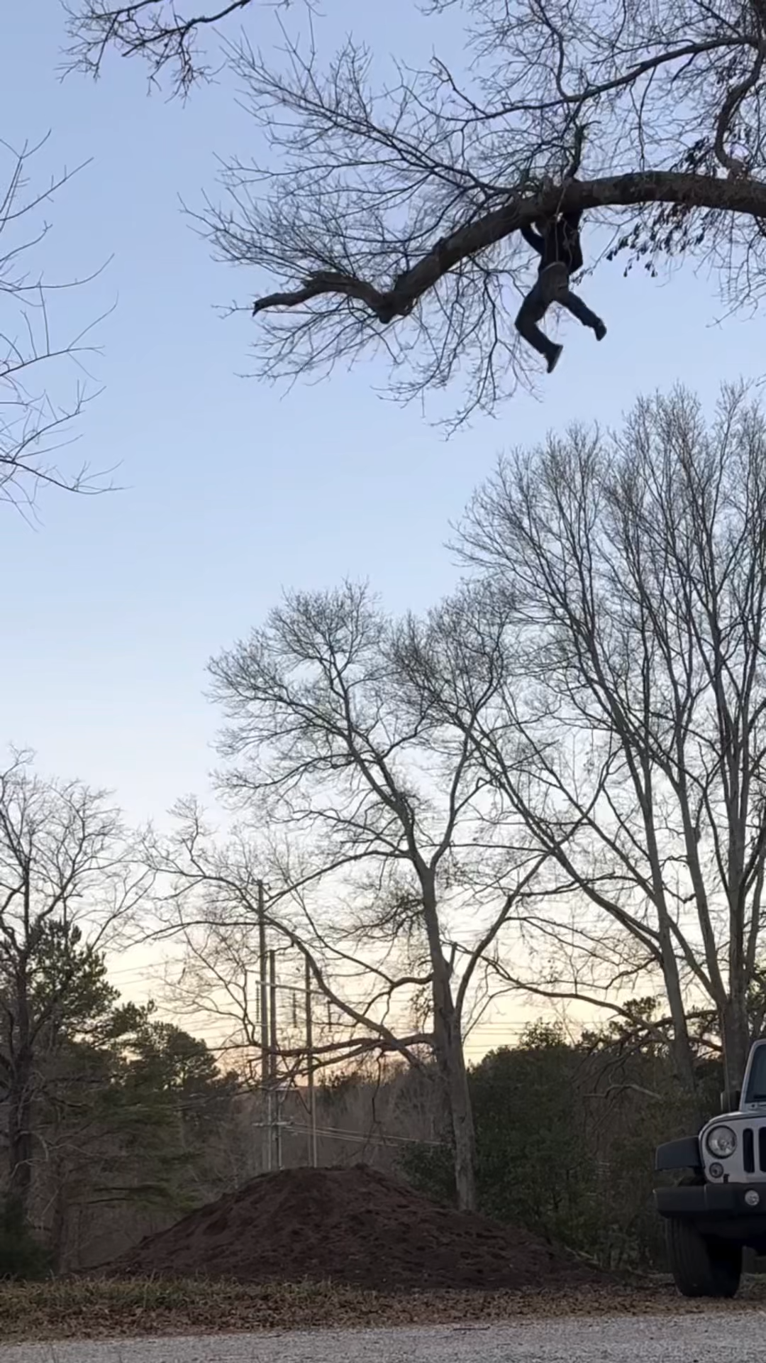 TREE FALL